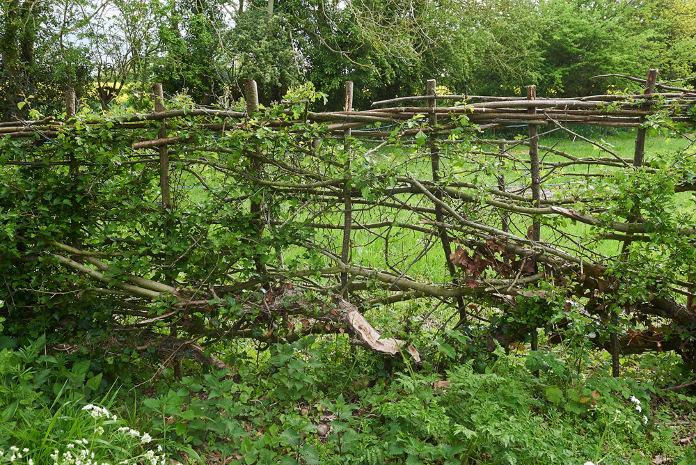 HedgeLaying0705171