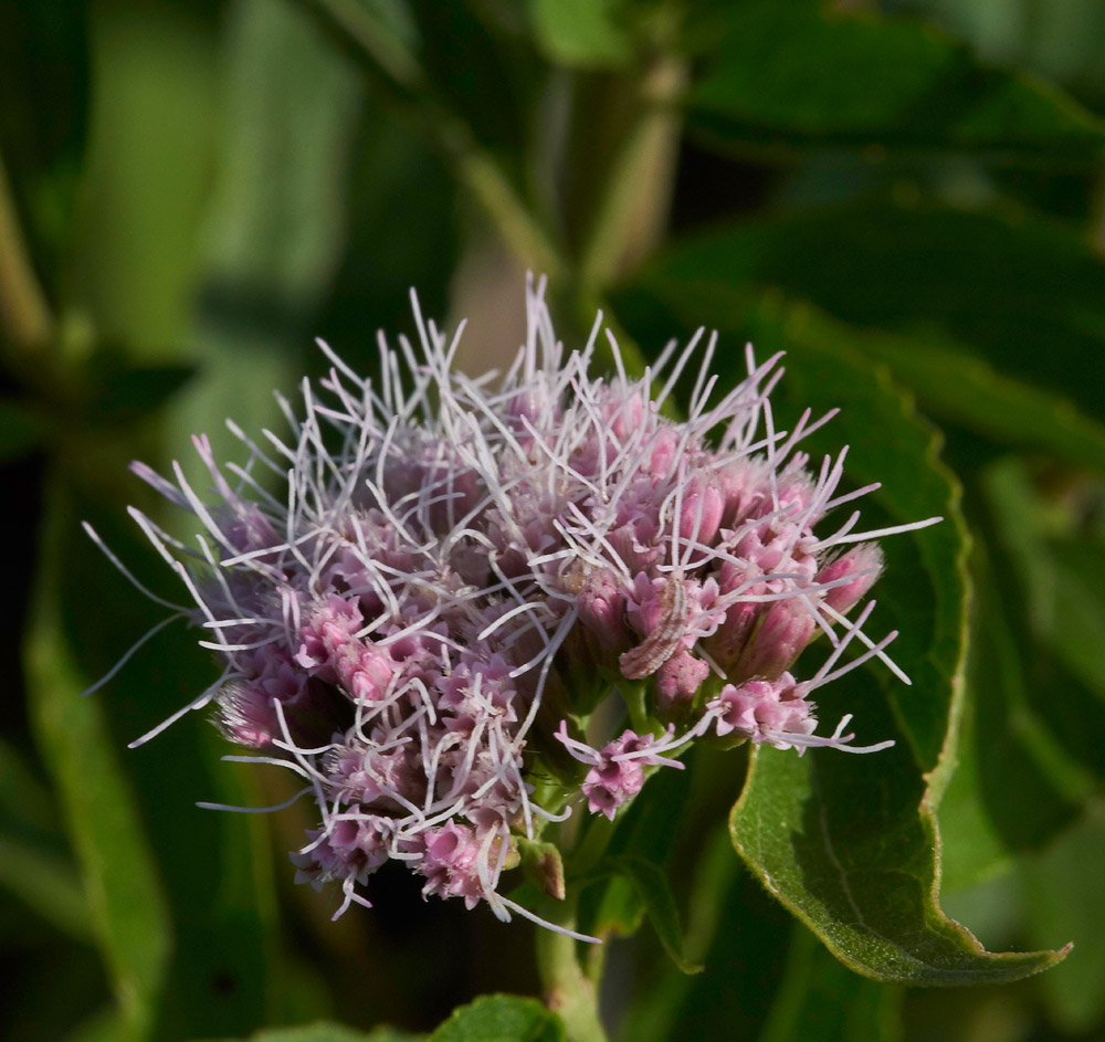 HempAgrimony210817-2