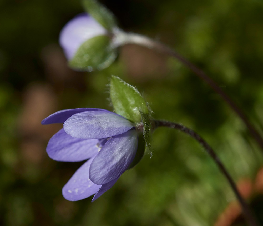 Hepatica05171