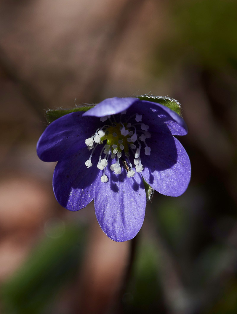 Hepatica05172