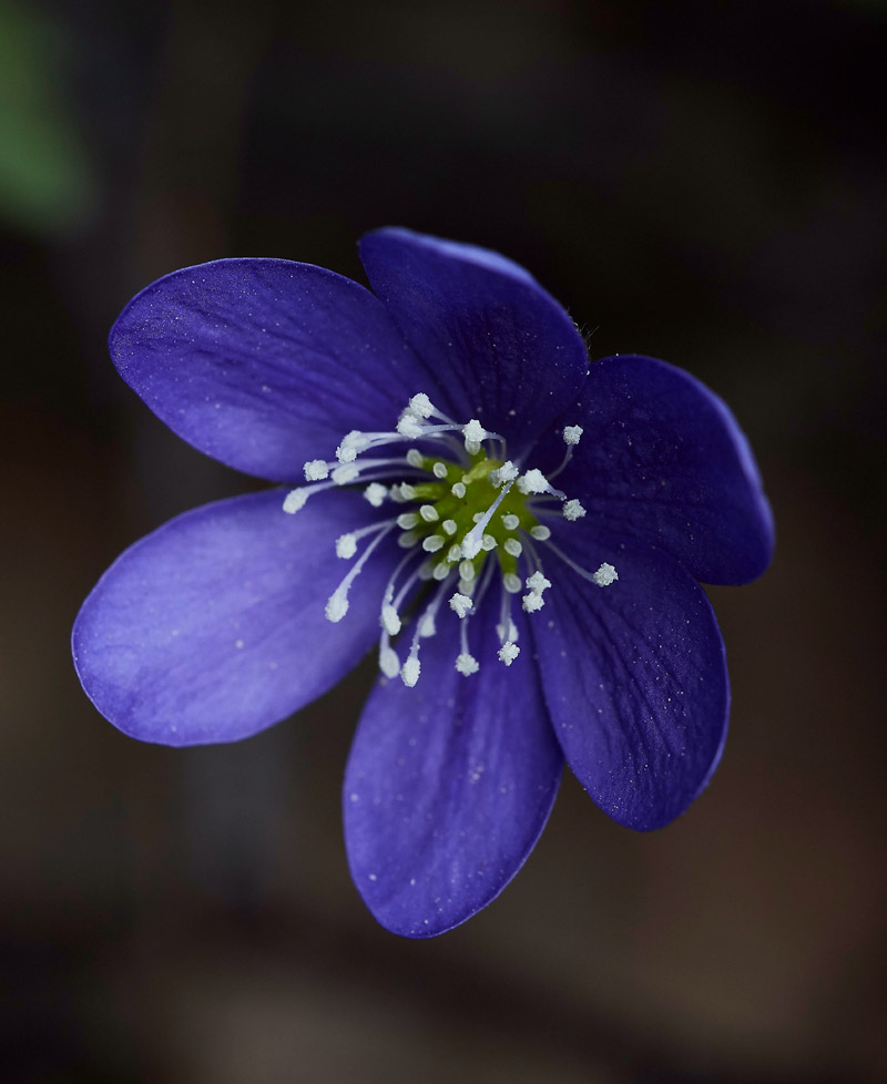 Hepatica05174