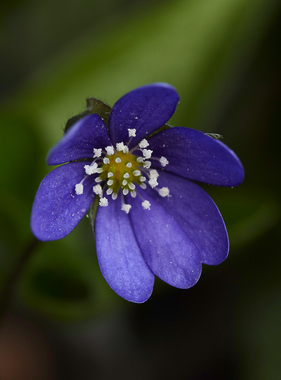 Hepatica05175