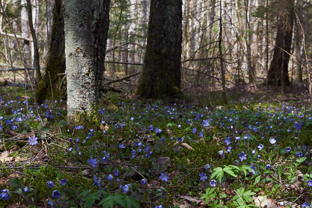 Hepatica05176