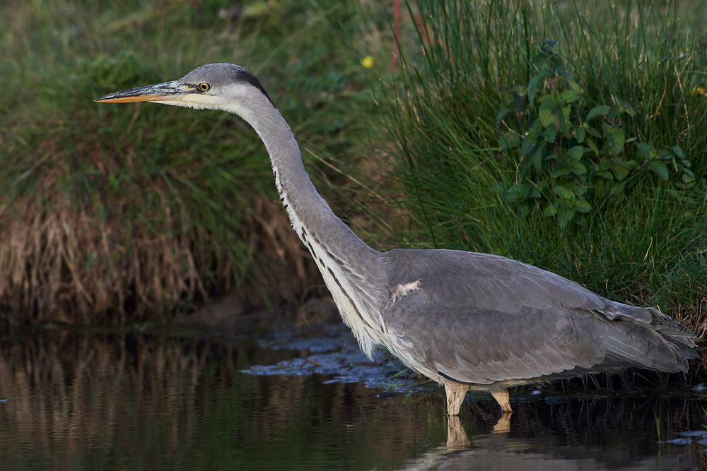 Heron170717-1