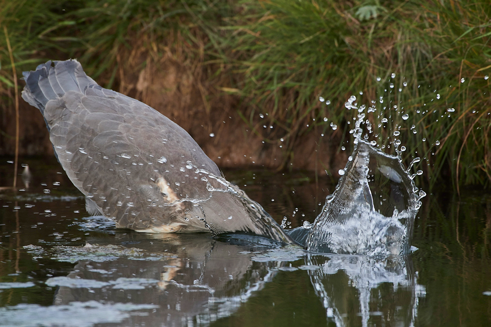 Heron170717-10