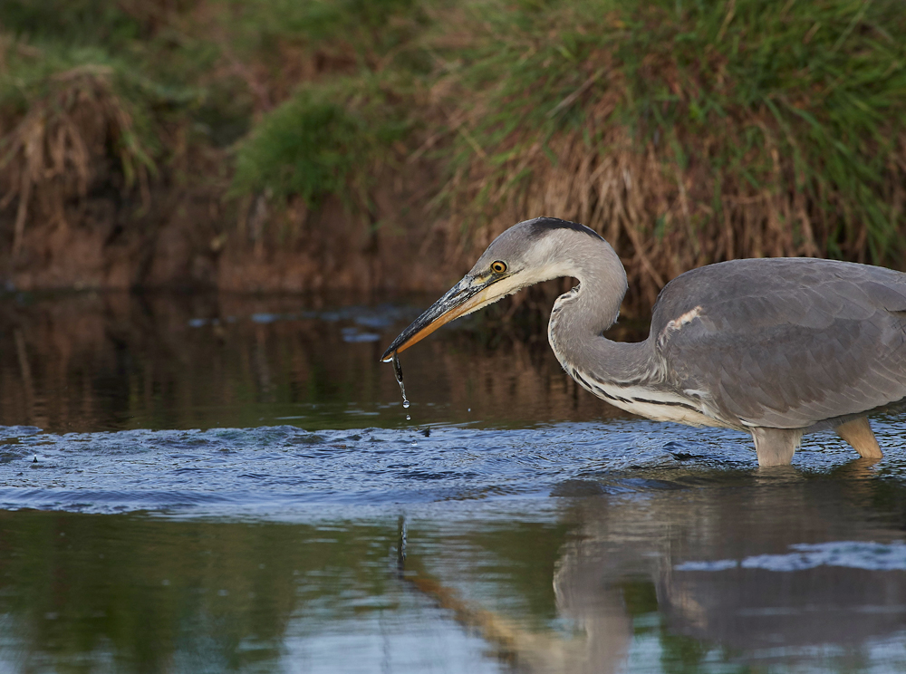 Heron170717-2