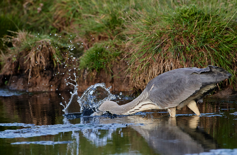 Heron170717-3