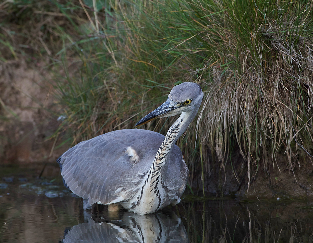 Heron170717-5