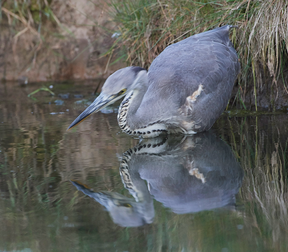 Heron170717-7