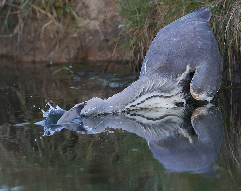 Heron170717-8