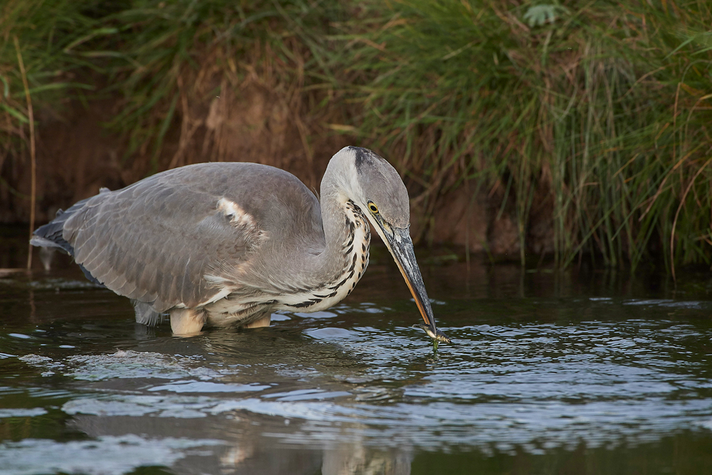 Heron170717-9