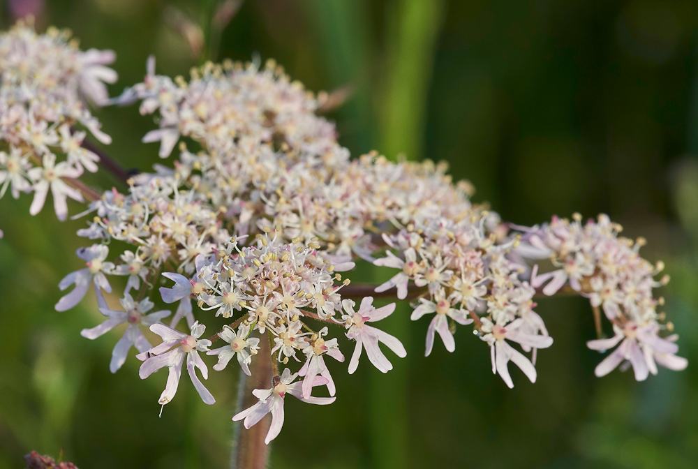 Hogweed140817-1