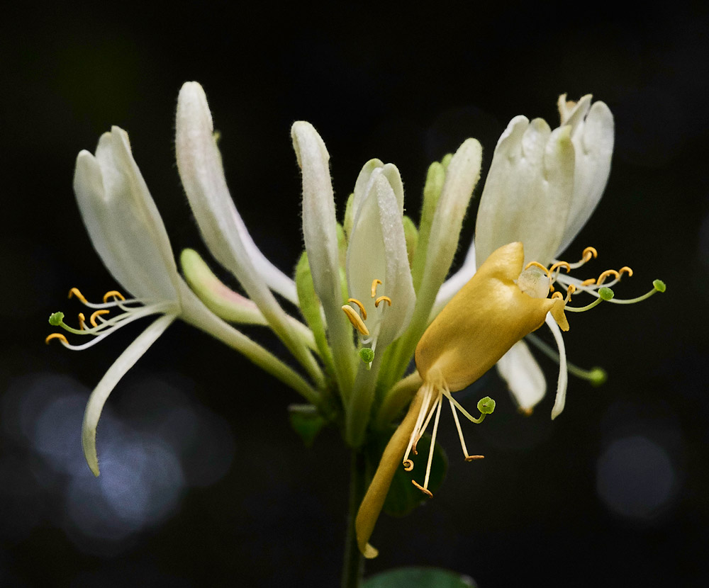 Honeysuckle230817-1