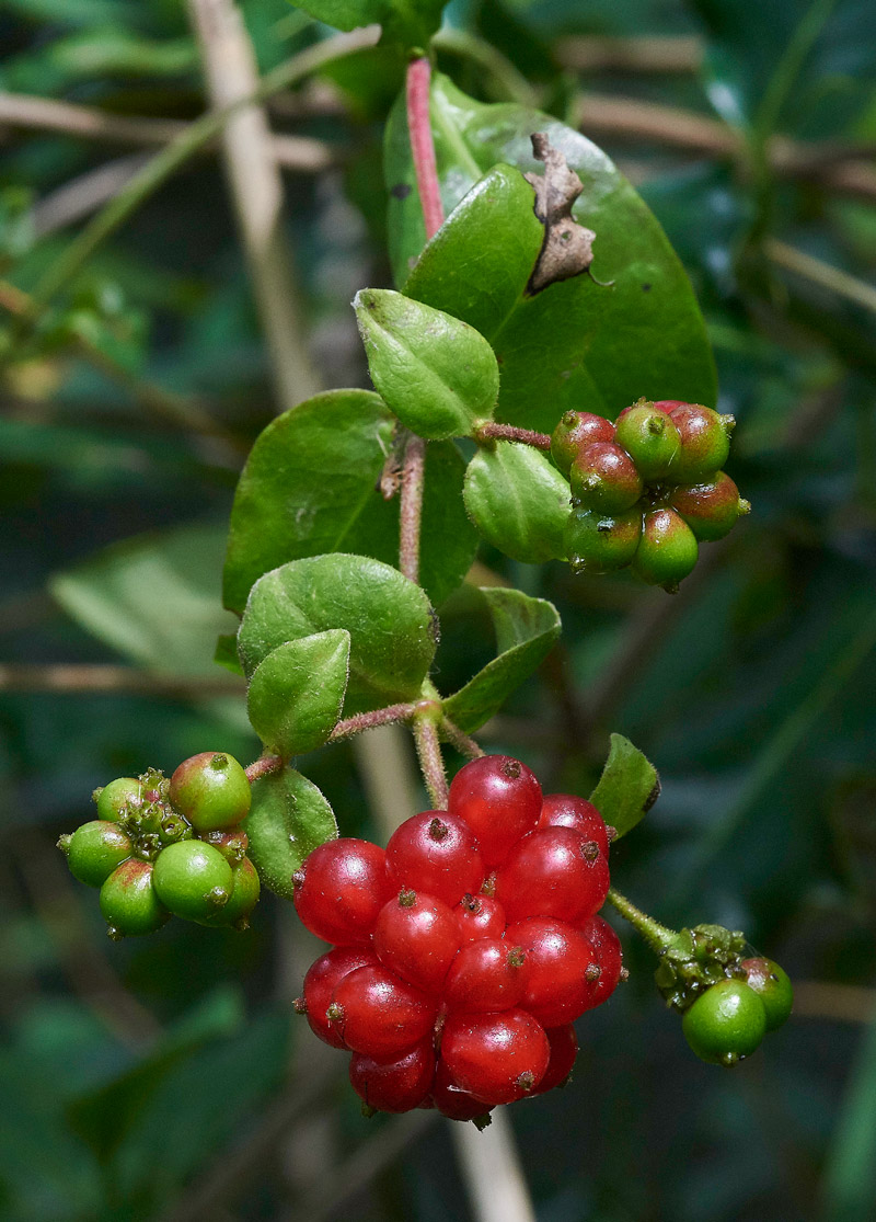 Honeysuckle230817-3