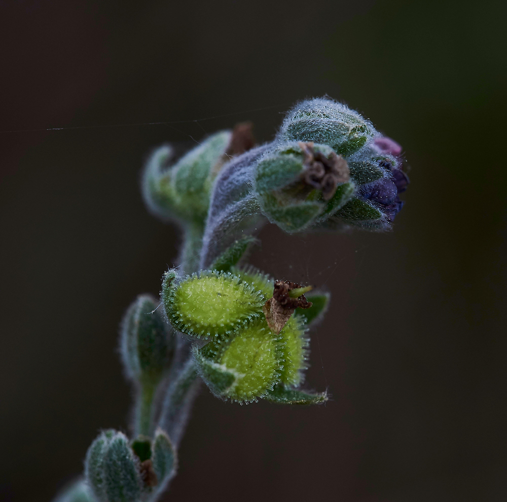 Hound&#39;sTongue020617-1