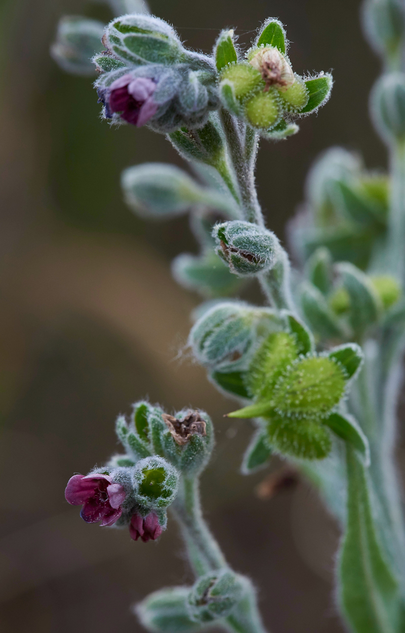 Hound&#39;sTongue020617-2