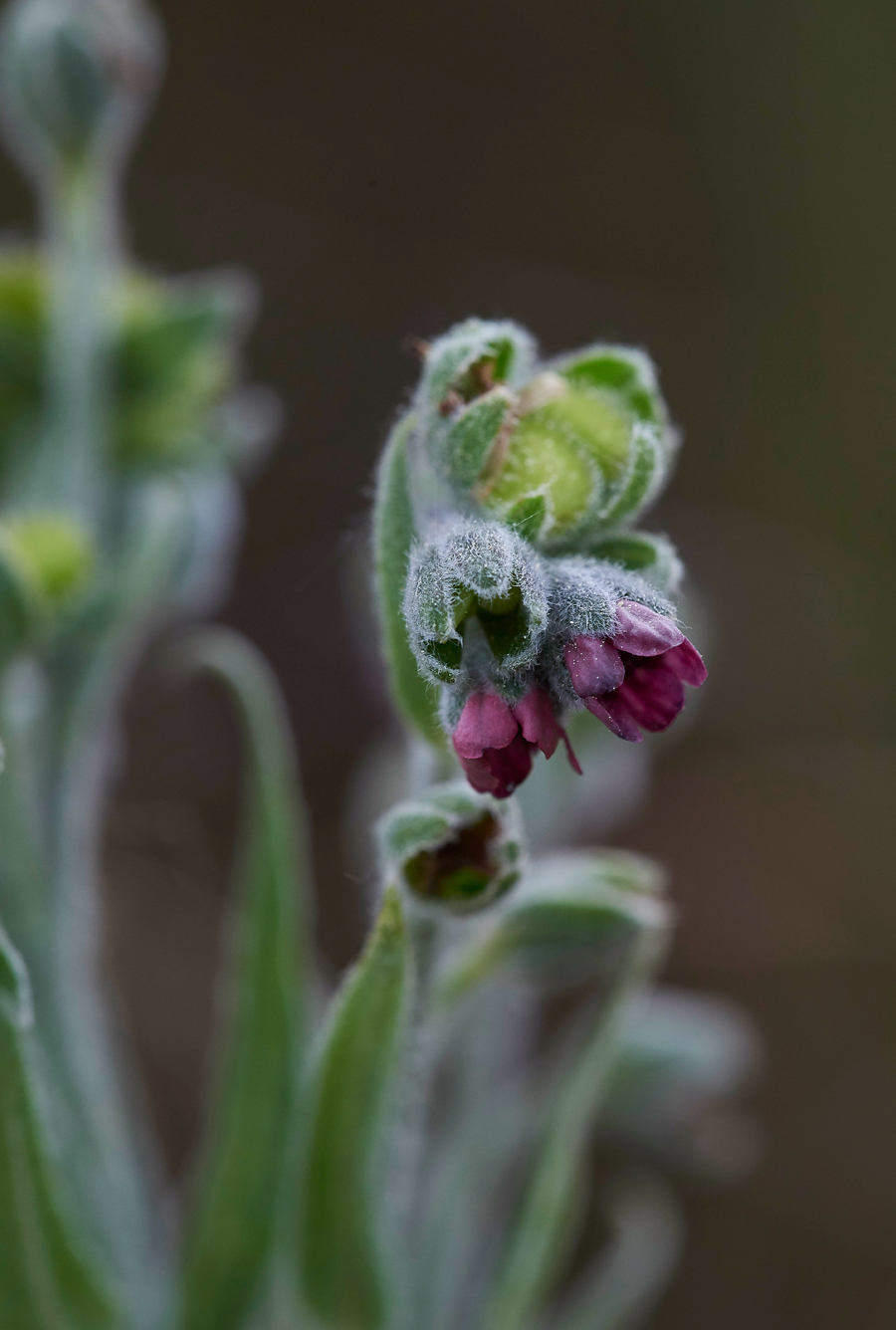 Hound&#39;sTongue020617-3