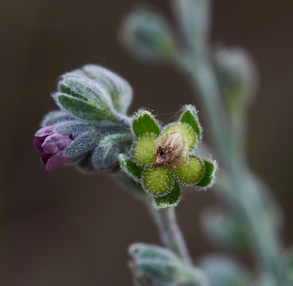 Hound&#39;sTongue020617-4