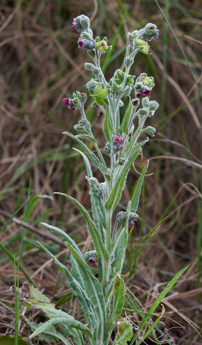 Hound&#39;sTongue020617-5