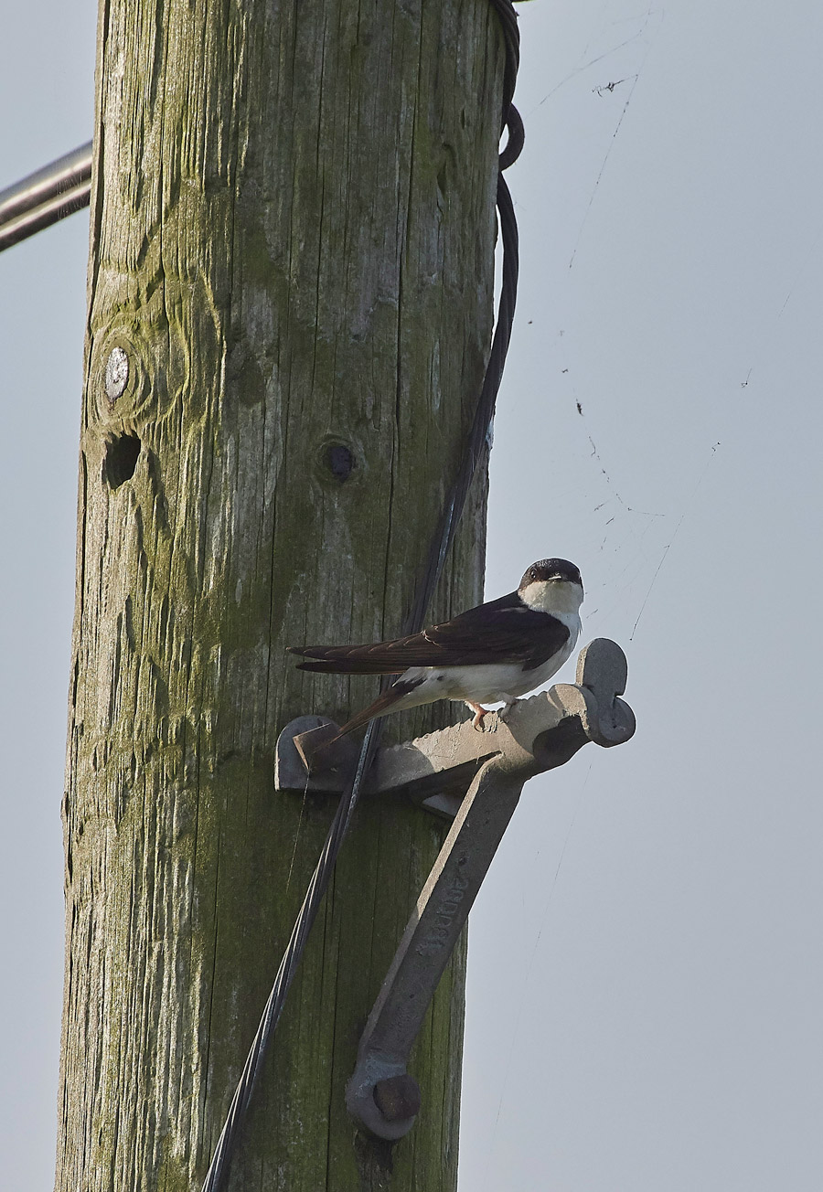 HouseMartin160817-1