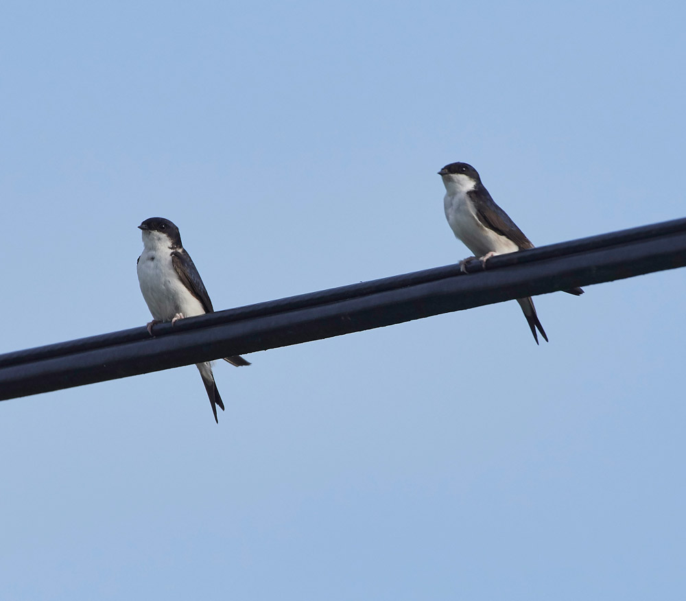 HouseMartin160817-2