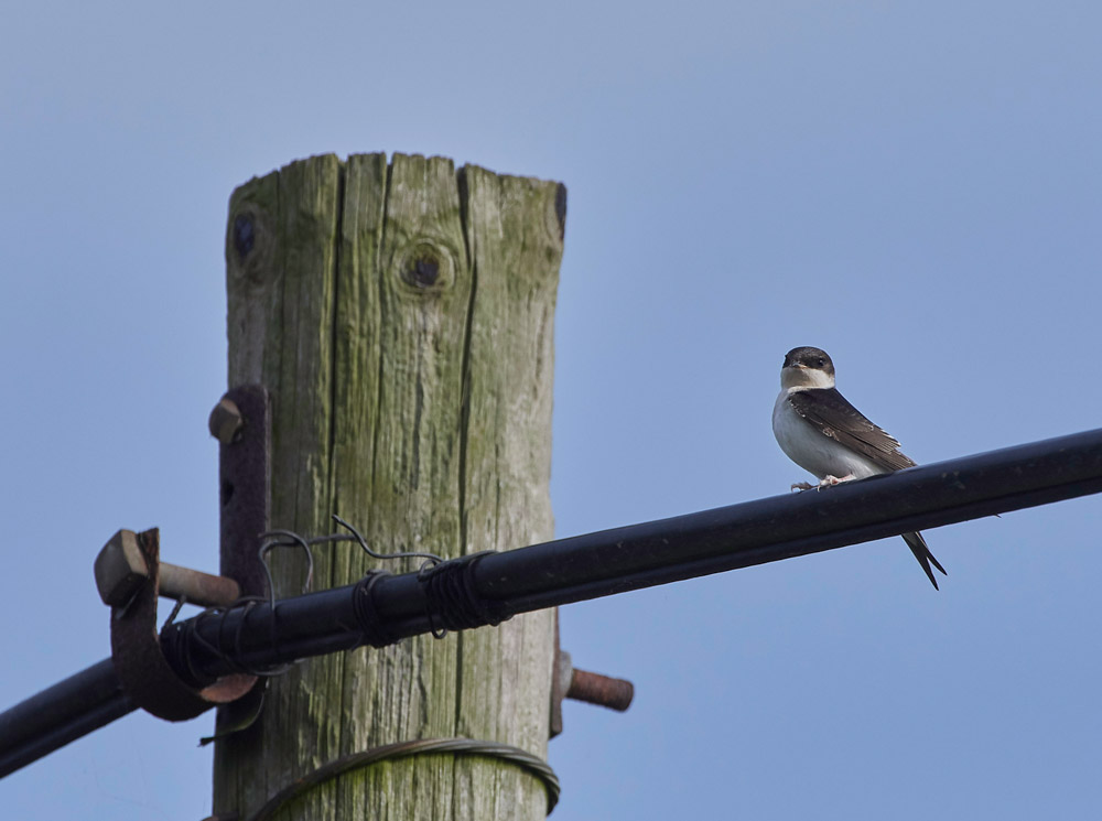 HouseMartin160817-3