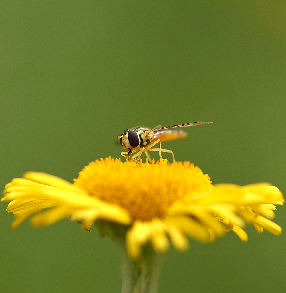 Hoverfly050817-1