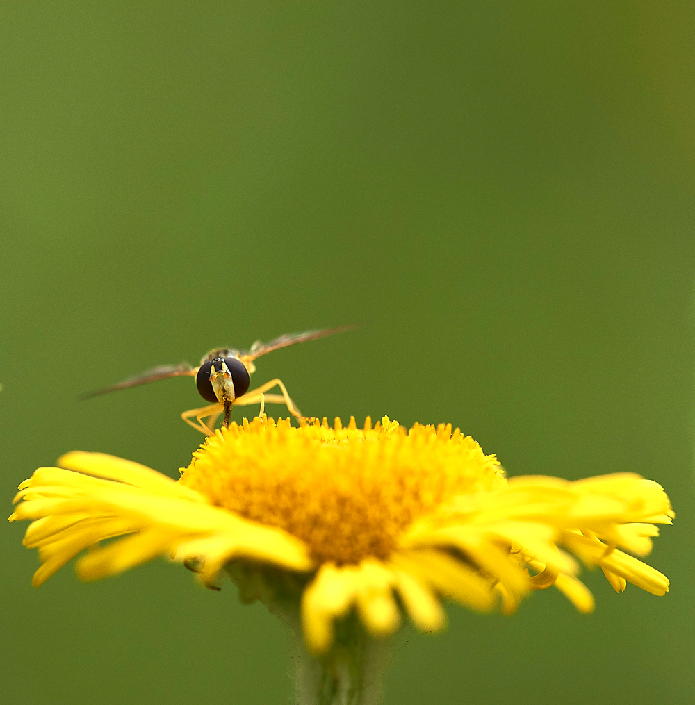 Hoverfly050817-2