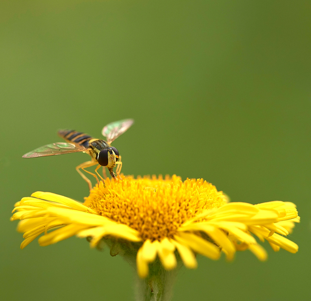 Hoverfly050817-3