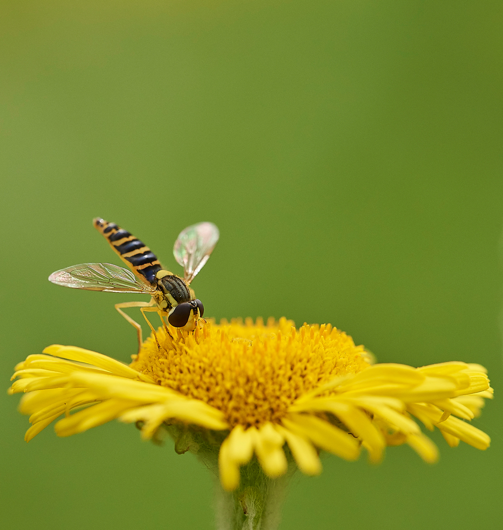 Hoverfly050817-6