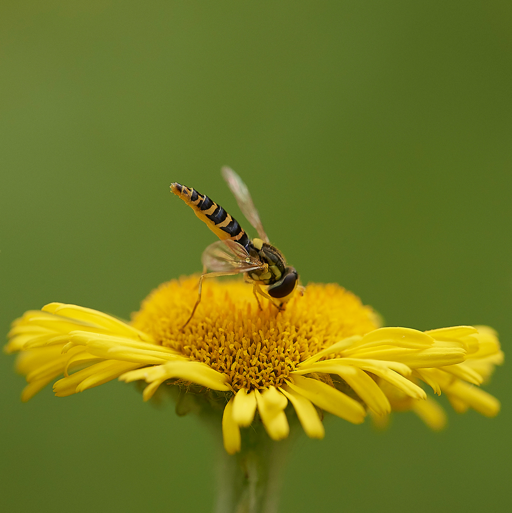 Hoverfly050817-8