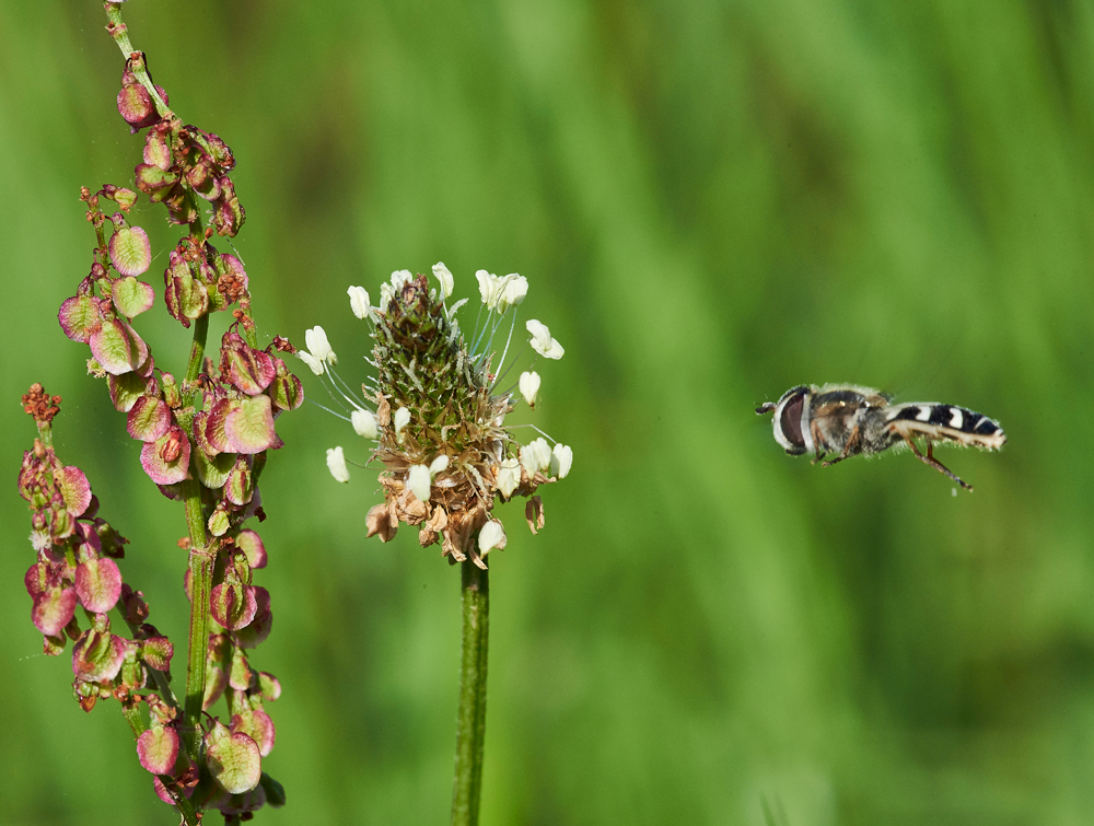 HoverFly170617-1