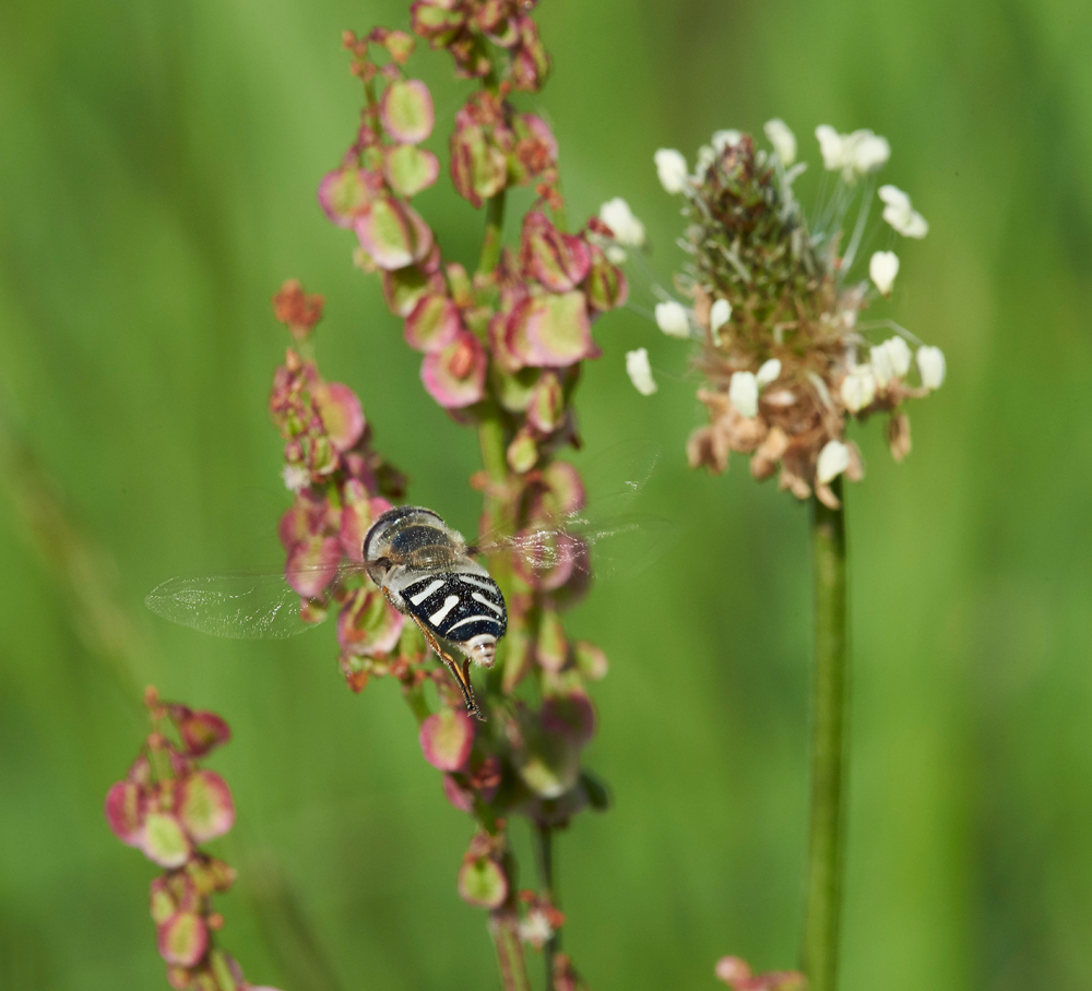 HoverFly170617-2