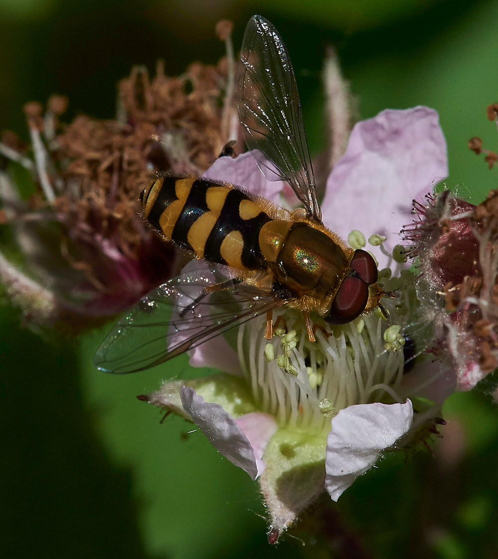 HoverFly240617-2