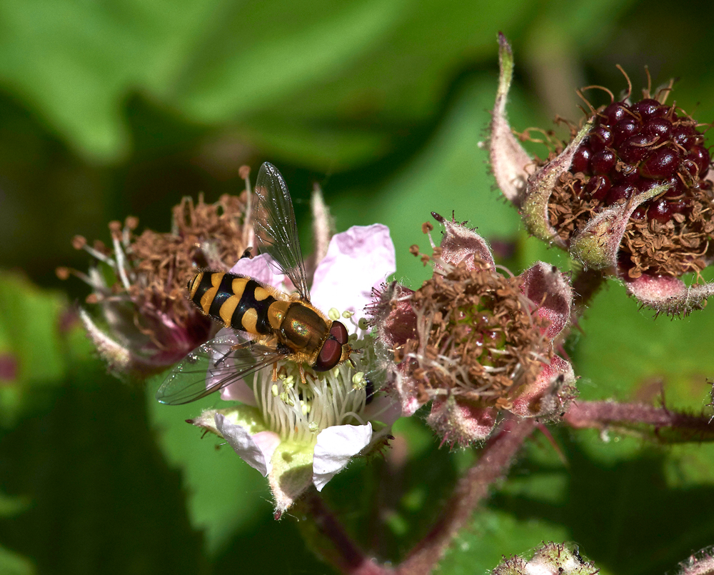 HoverFly240617