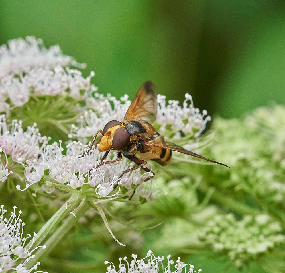 HoverflyVInanis150817-2