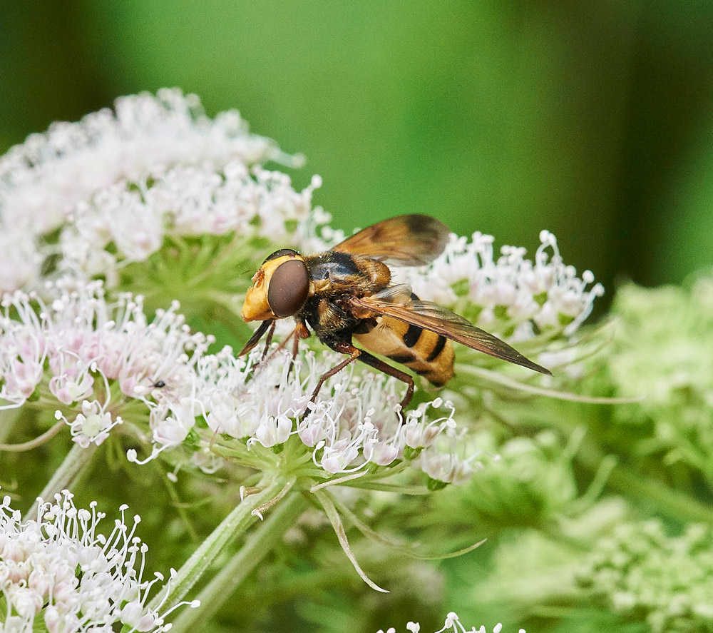 HoverflyVInanis150817-3