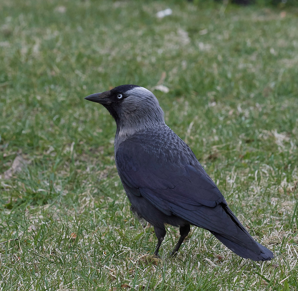 Jackdaw05171