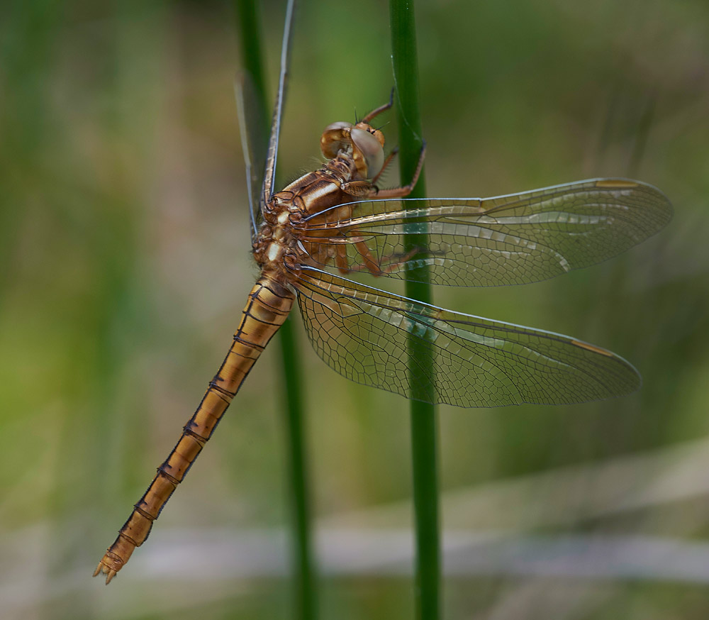 KeeledSkimmer010617-2