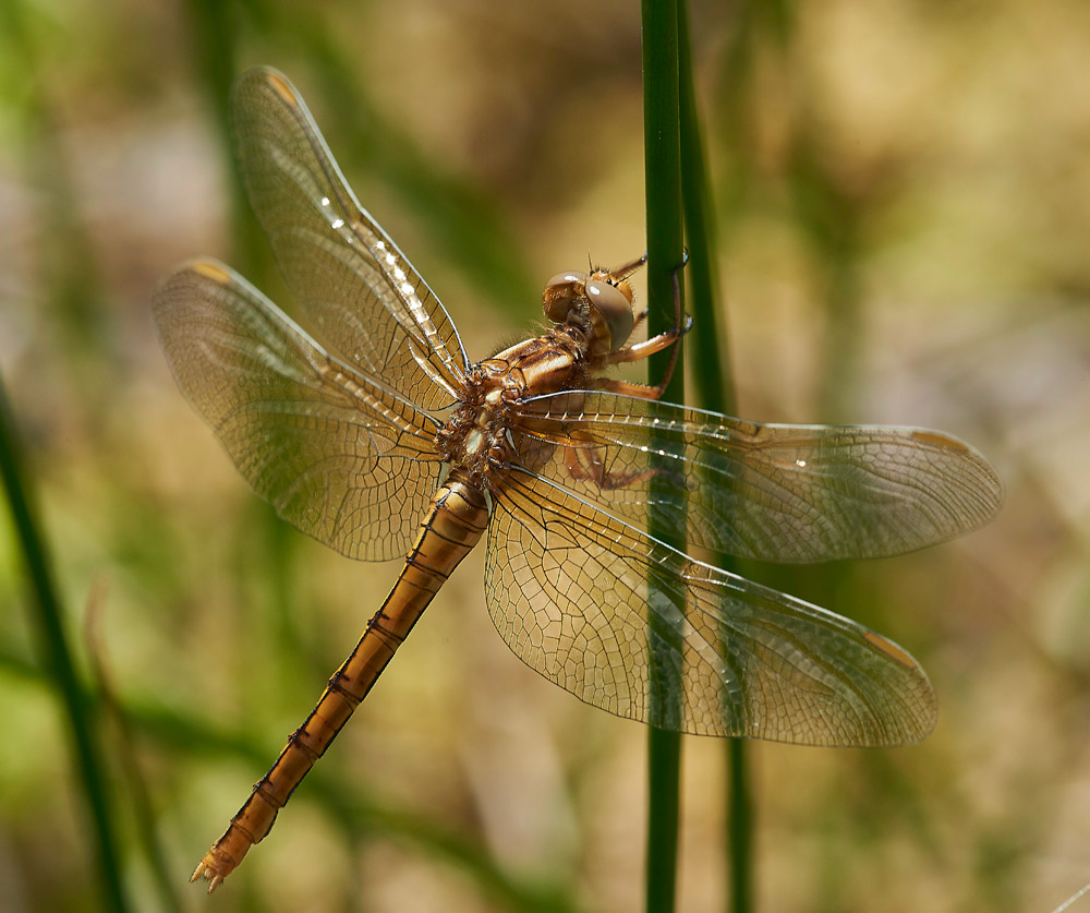 KeeledSkimmer010617-3