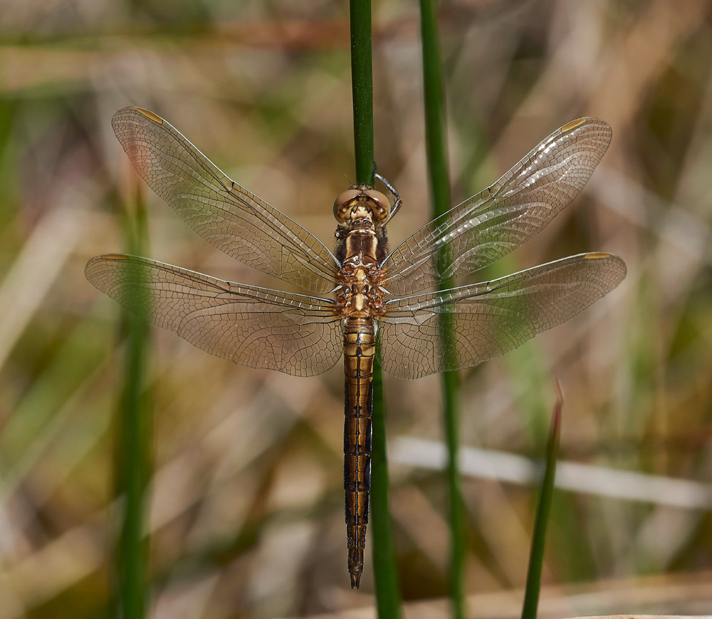 KeeledSkimmer250517-2