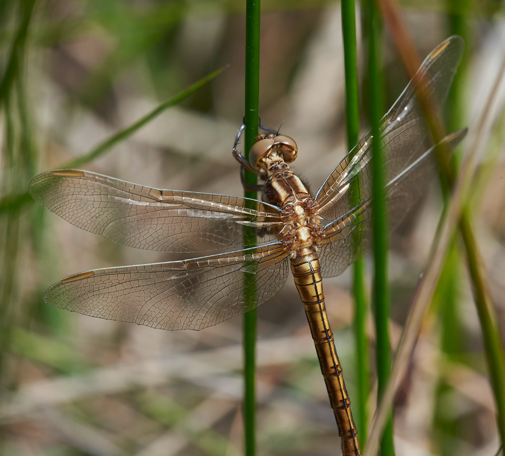 KeeledSkimmer250517-3