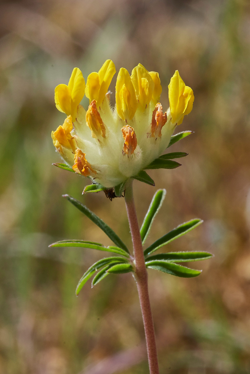 KidneyVetch190617-3