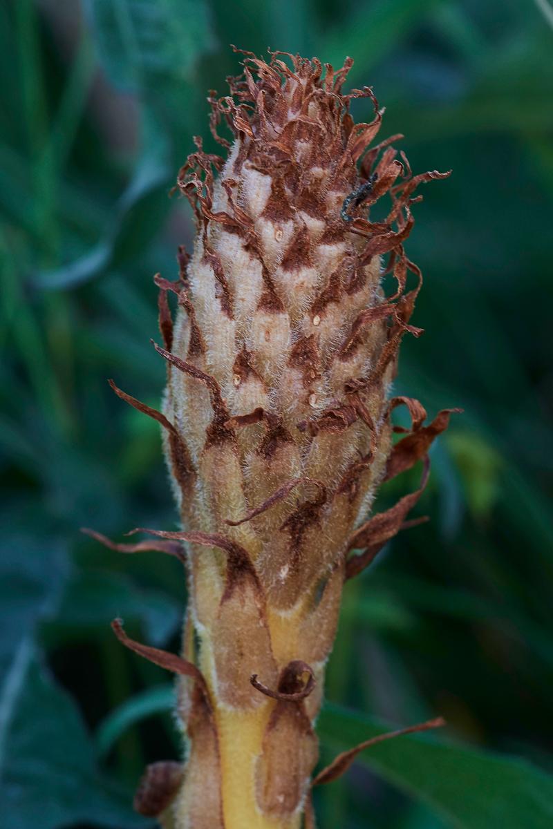 KnapweedBroomrape090617