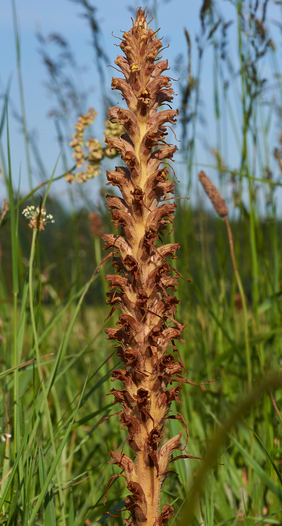 KnapweedBroomrape170671-3