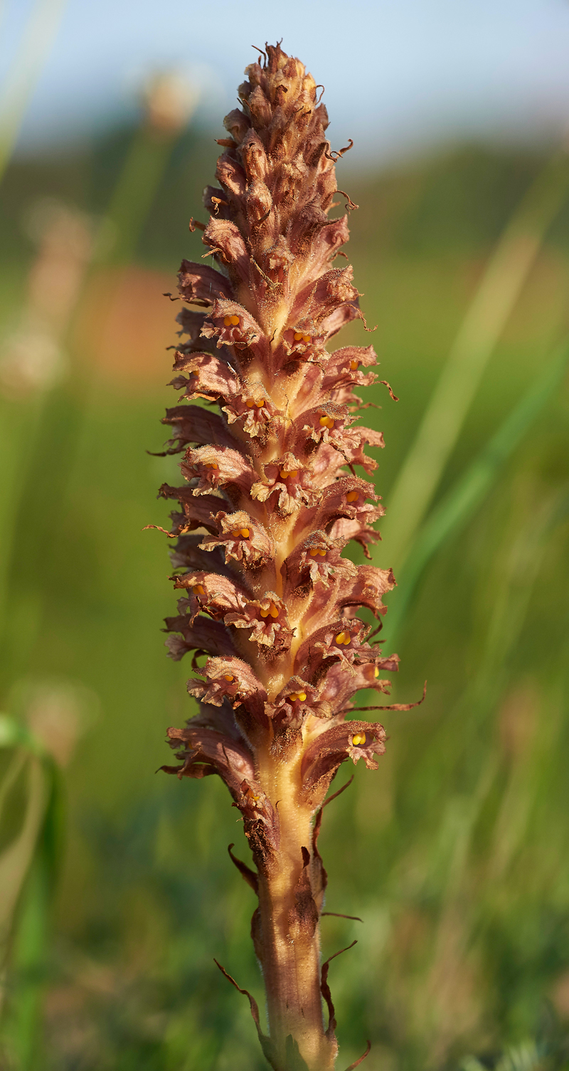 KnapweedBroomrape170671-5