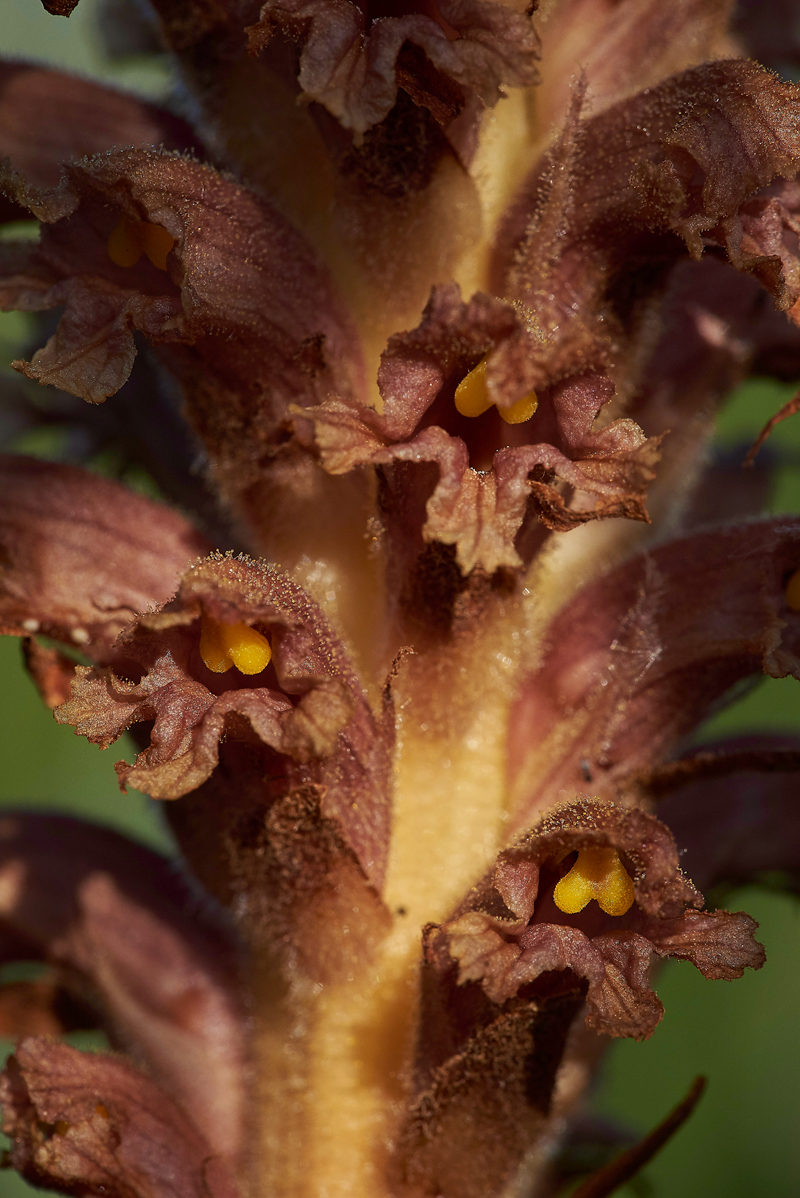 KnapweedBroomrape170671-6