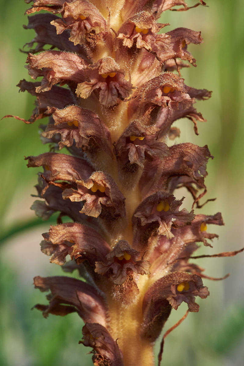 KnapweedBroomrape170671-7