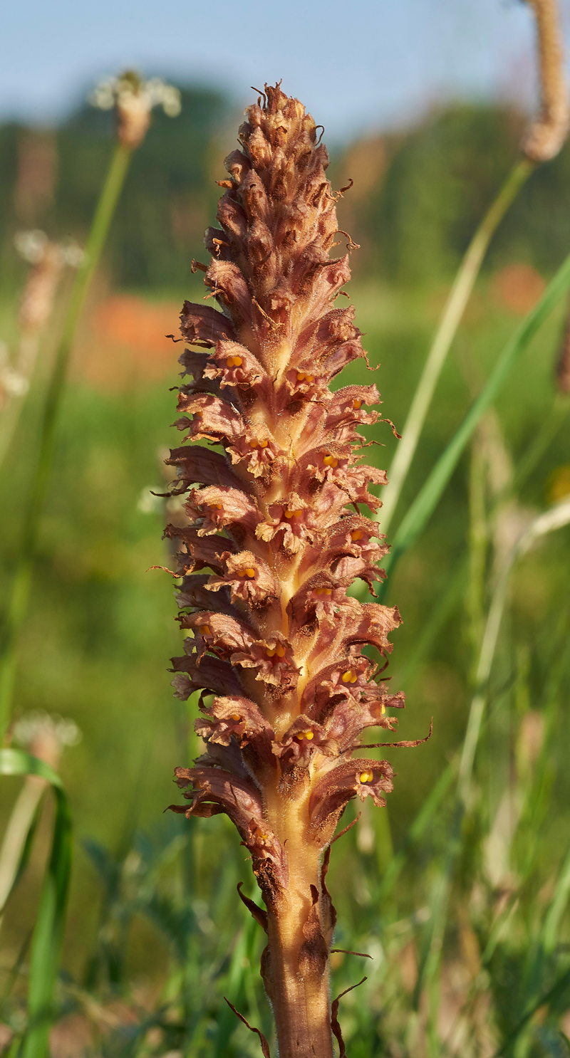 KnapweedBroomrape170671-9