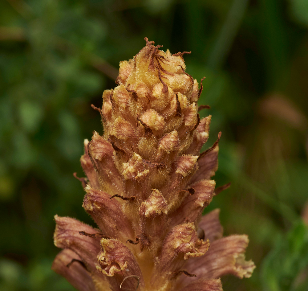 KnapweedBroomrape300617